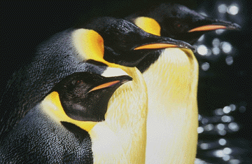 penguins1.GIF (52164 bytes)