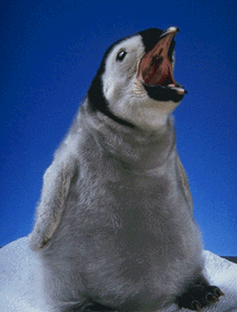 penguins10.gif (38853 bytes)