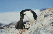 penguins11.gif (16649 bytes)