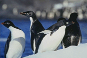 penguins2.gif (17289 bytes)