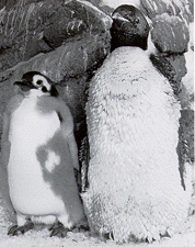 penguins3.gif (36192 bytes)