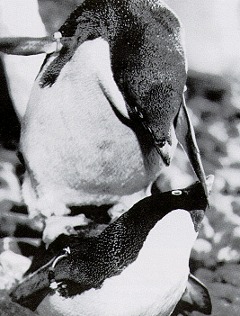 penguins4.gif (82468 bytes)