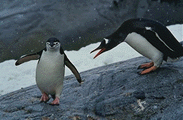 penguins6.gif (18476 bytes)