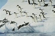 penguins7.gif (17769 bytes)