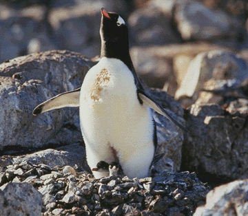 penguins8.gif (92533 bytes)